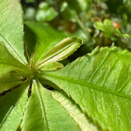 Sauvagesia serrata from Riau sumatera [LA1117-03]