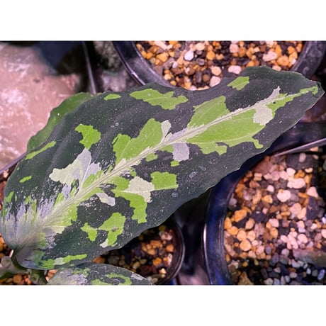 Aglaonema pictum tricolor from Aceh sumatera [LA0913-M2]