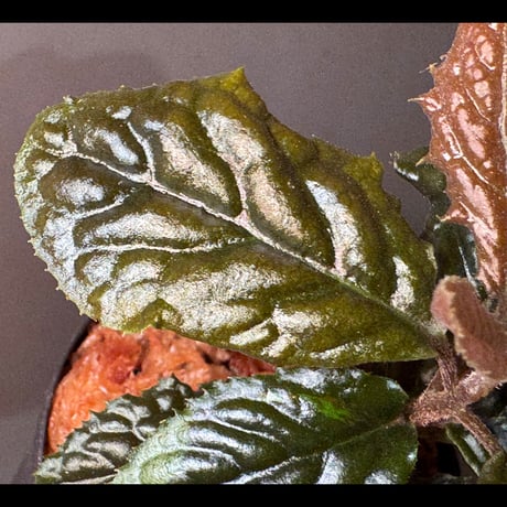 Ardisia sp. from Bengkulu [LA0315-1]