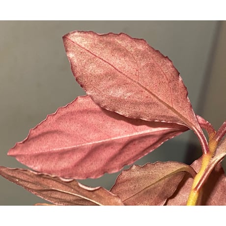 Ardisia sp. "Pink edge" from Pulau Lingga