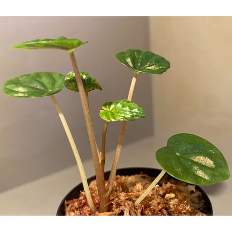 Peperomia meridiana from Ecuador [tanakay]