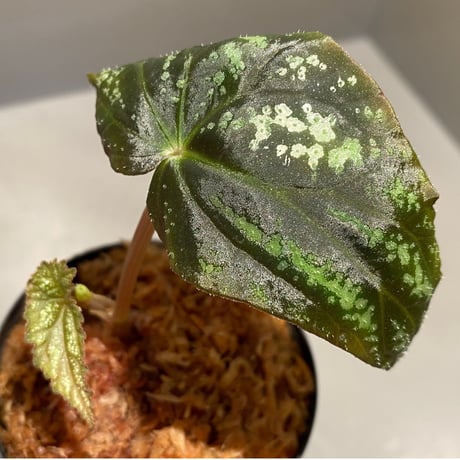 Begonia variabilis from Dabong [TK150717]