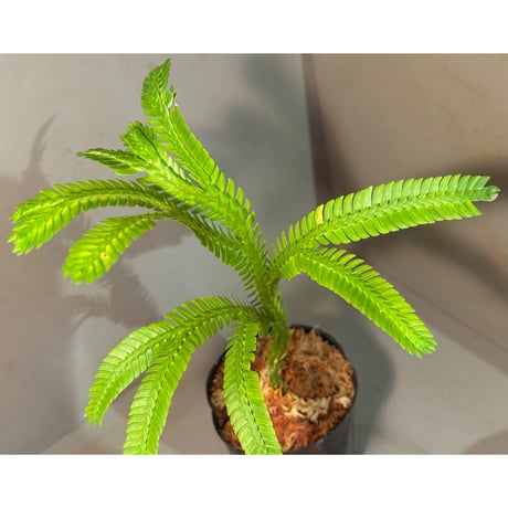 Selaginella sp. from Landak West Kalimantan