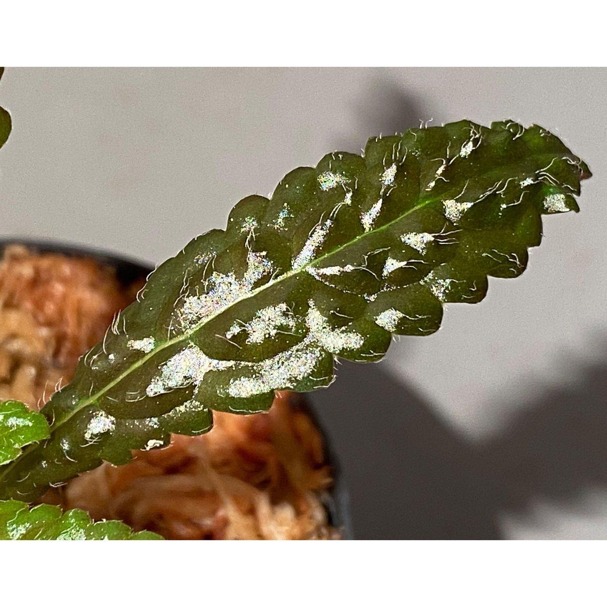 Nautilocalyx pemphidius | M・R・G・R
