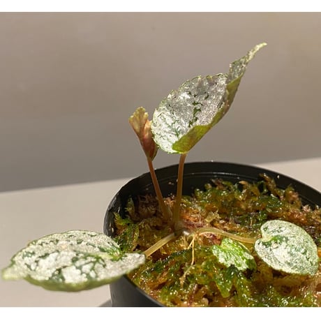 Begonia formosana from Taiwan
