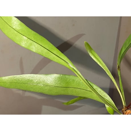 Asplenium sp. from Sangkhlaburi Kanchanaburi Thailand ①