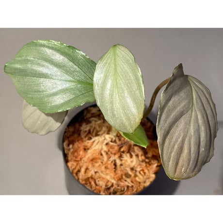 Homalomena sp. "赤銀×？" from West Java wf1 [Import] KZT