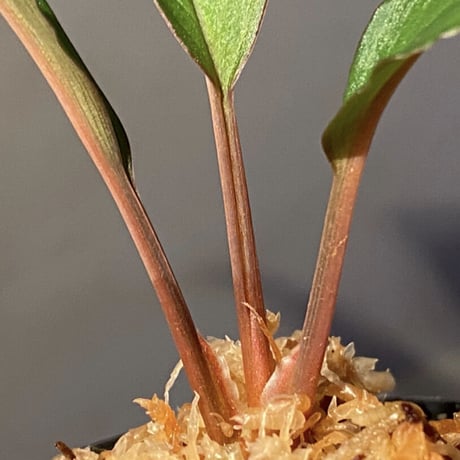 Homalomena sp. "Nanga pinoh" セミビロード Melawi Kal barat [TB]