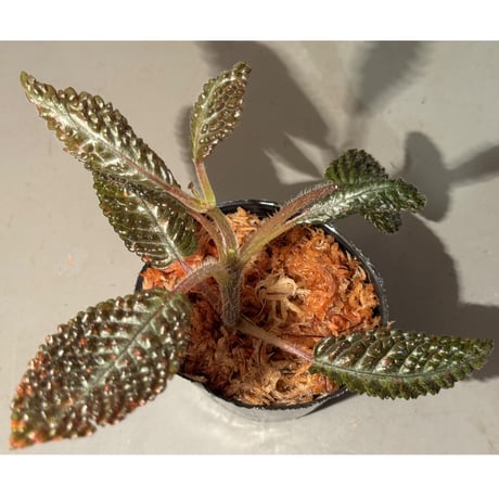 nautilocalyx | STORES