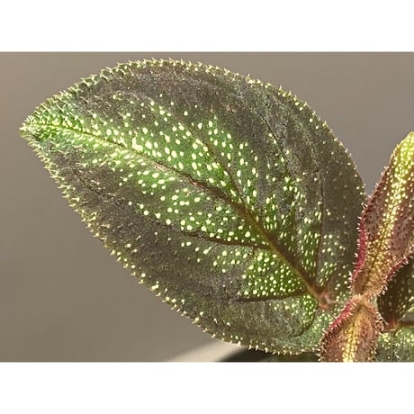 Sonerila sp. from Phitsanulok