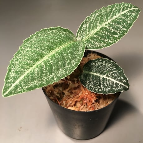 Ardisia sp. from Sumatera barat