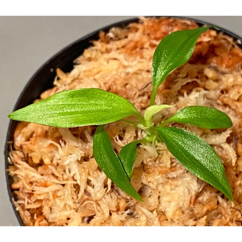 Homalomena plicata '蛇腹' Aceh sumatera [LA0217-0