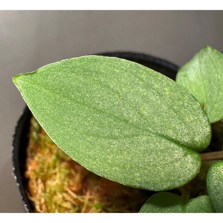 Homalomena sp. "Shirogane" SGR from Pulau Lingga [HW1017-XX]