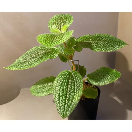 Phyllagathis sp. from Dong Nai province south Vietnam