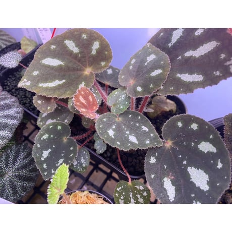 Begonia sp. from Cao Bang [YH050519] TK