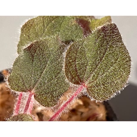 Sonerila dongnathamensis [LA]