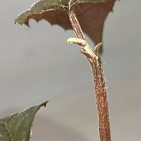 Pterisanthes sp. from Sidikalang [R0817-01c]