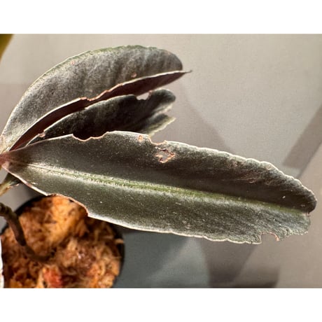 Labisia sp. from Landak West Kalimantan