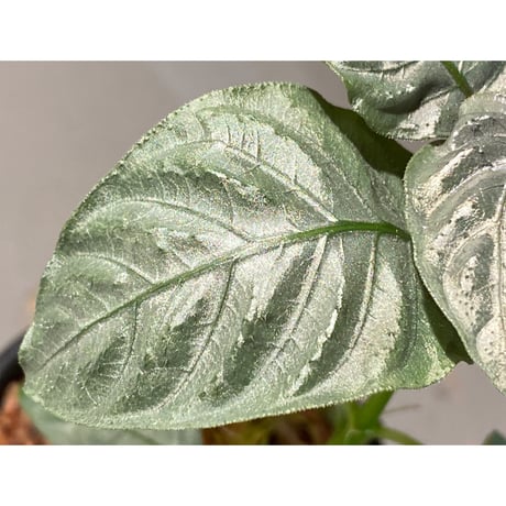 Ophiorriza sp. "鋼" from Aceh Selatan [HW0816-03]