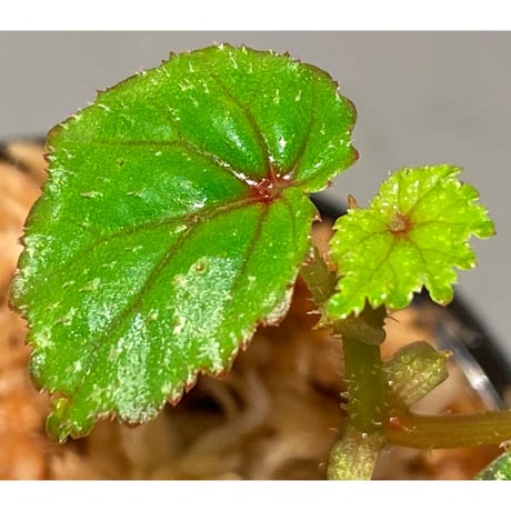 Begonia sp. from North Toraja [S0919-02] 伊藤蟻植物農園
