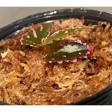Begonia sp. ぼっち株 from Julau [R1214-01b]