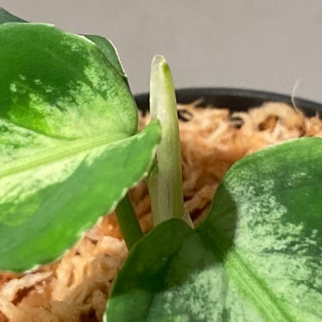 Aglaonema pictum GW1908 プレリュード"Padang sidempuan" [TB]