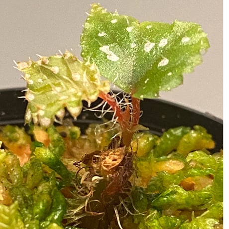 Begonia sp. from Muara Wahau [TB]