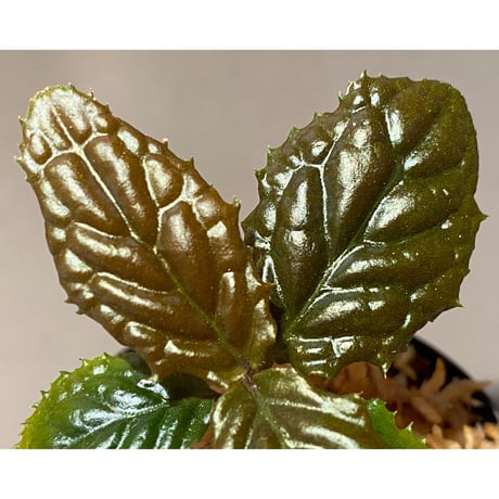 Ardisia sp. from Bengkulu [LA0315-1]