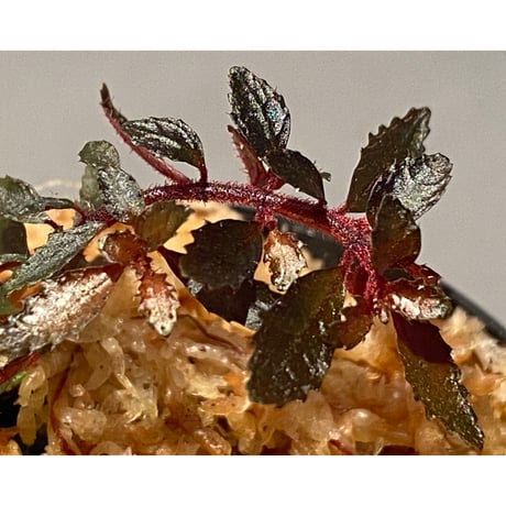 Triolena pileoides from Ecuador