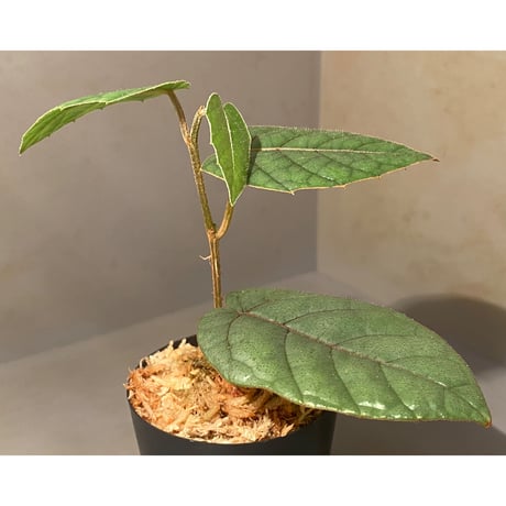 Pterisanthes sp. from Sabah-1 [R0515-01a]