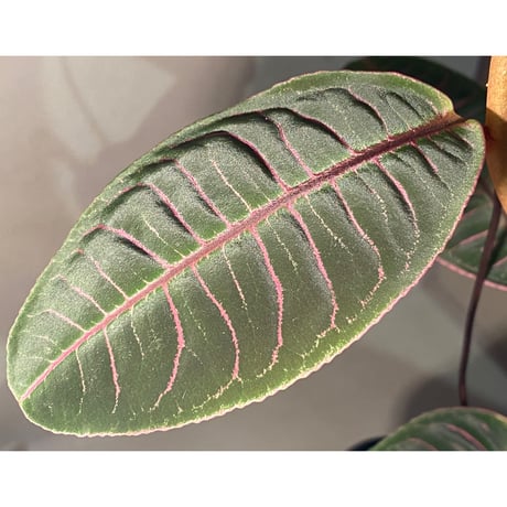 (大株) Labisia sp. from Riau sumatera