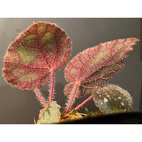 Begonia sp. from Cao Bang [YH050519] TK