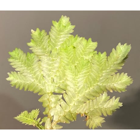 Selaginella sp. from Tanintharyi(Tennasserim)North Malay Peninsula Myanmar