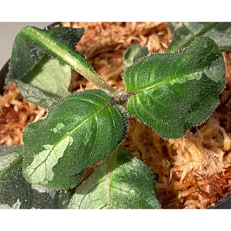 Gymnostachyum sp. from Tigalingga [HW0219-02]