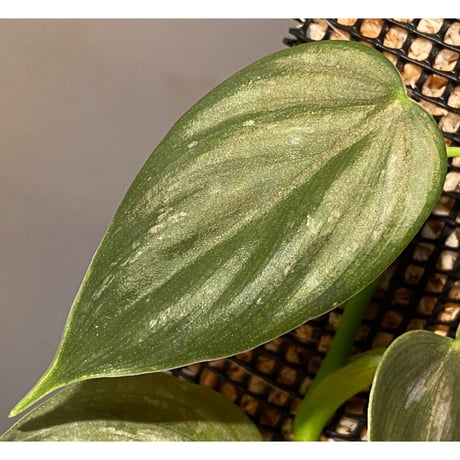 Philodendron sp. from Iquitos Peru [tanakay]