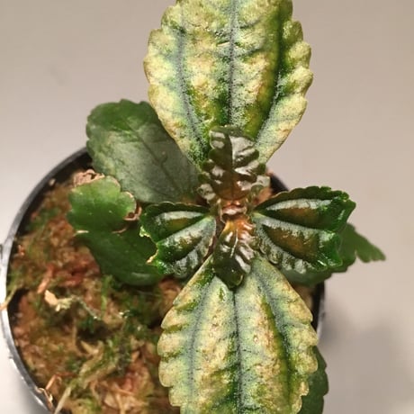 Pilea pubescens from Ecuador