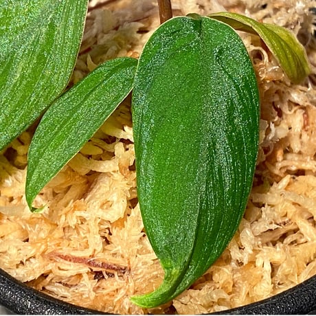 Homalomena plicata "Aceh selatan" Aceh Sumatra [TB]