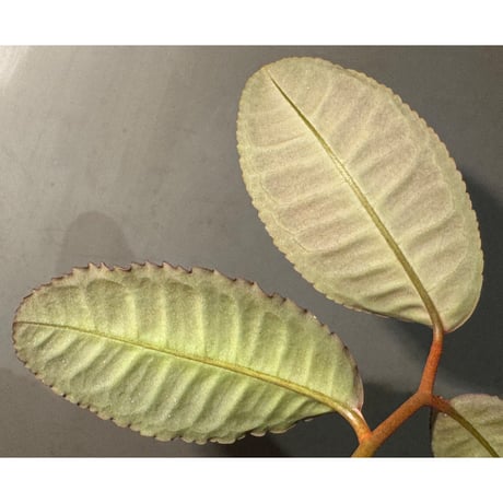 Labisia sp. from Riau Sumatera
