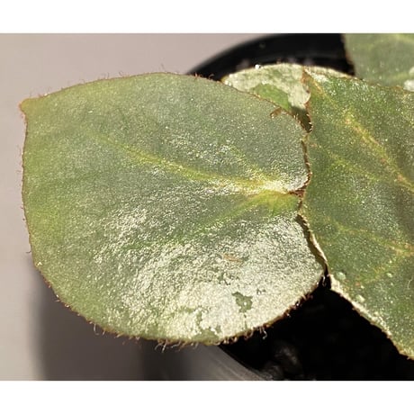 Begonia sp. f1 from Sumatera [NT ORCHID]