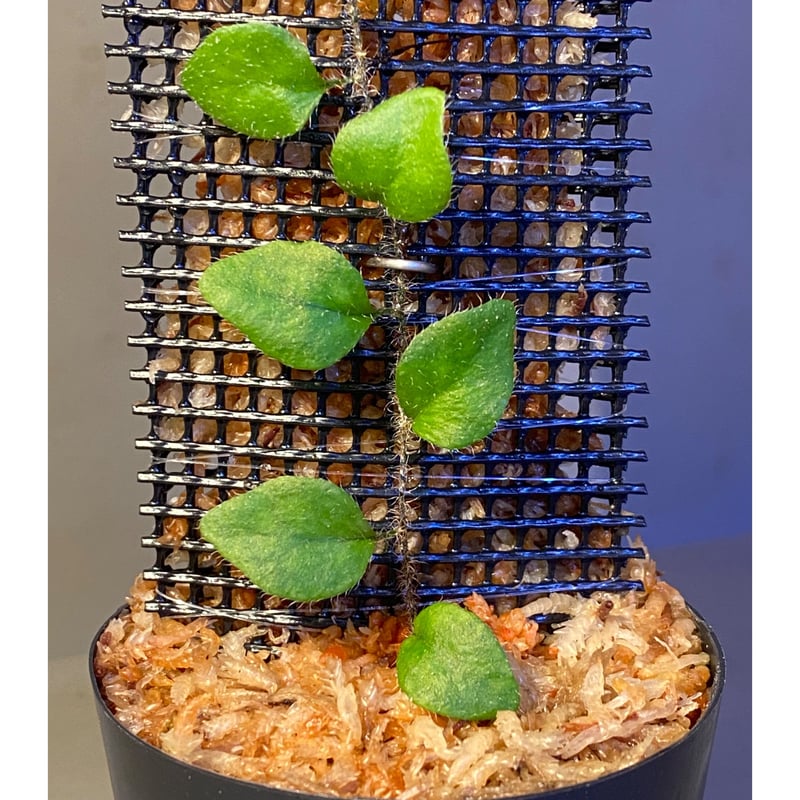 Microgramma tecta 伊藤蟻植物農園 | M・R・G・R