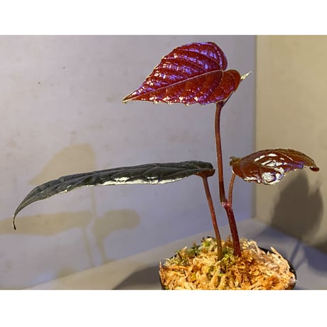 Pterisanthes sp. from Sidikalang [R0817-01c]