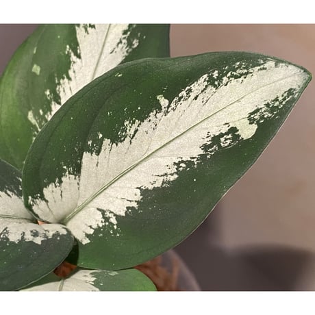Aglaonema pictum from Aceh sumatera [GT1803]