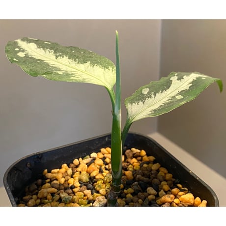 Aglaonema pictum A しるば〜らいん from Aceh sumatera [LA0217-04]