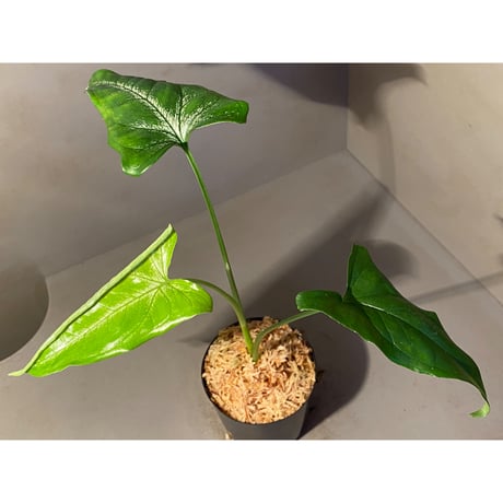 sp. from Bahia Solano Colombia [tanakay]