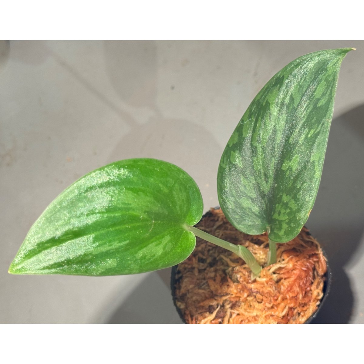 Scindapsus sp. Scindapsus sp.