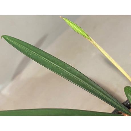 Burttianthus velutandrus (旧 Aridarum caulescens)