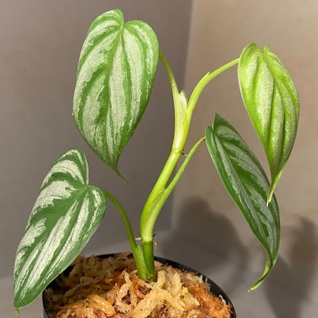 Philodendron sp. from Ecuador