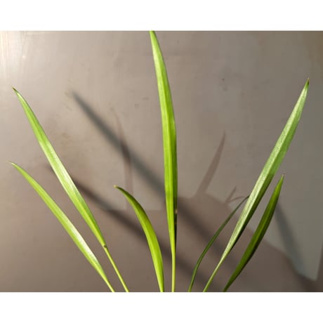 Bakoaella cf. nakamotoi from Melawi West Kalimantan ①