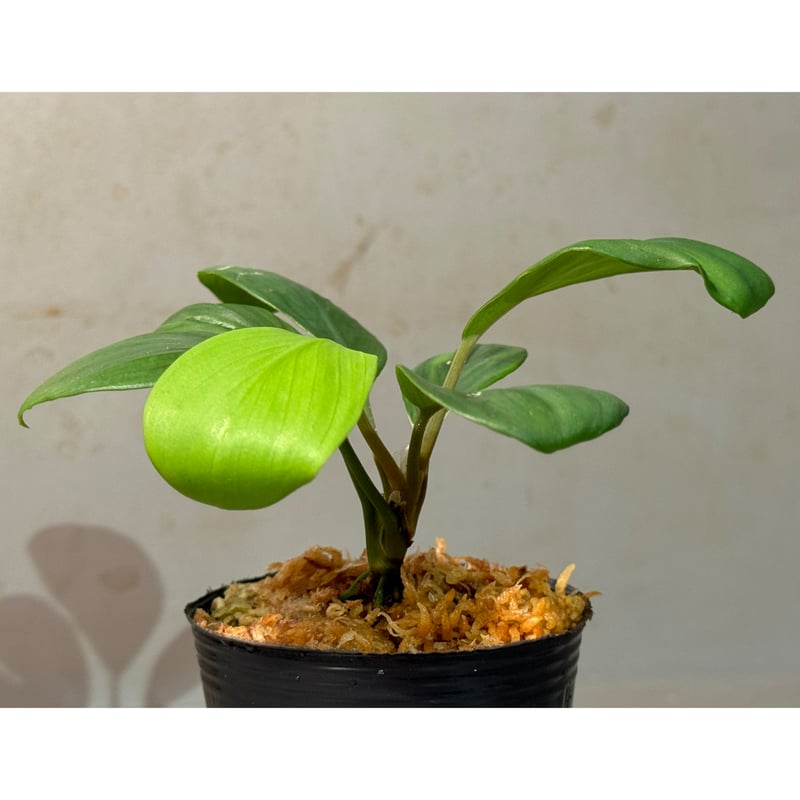 Homalomena sp. 