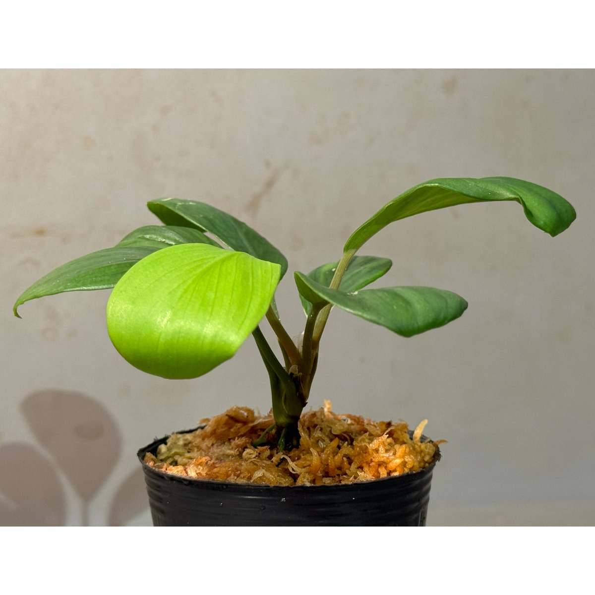 Homalomena sp. Homalomena sp.